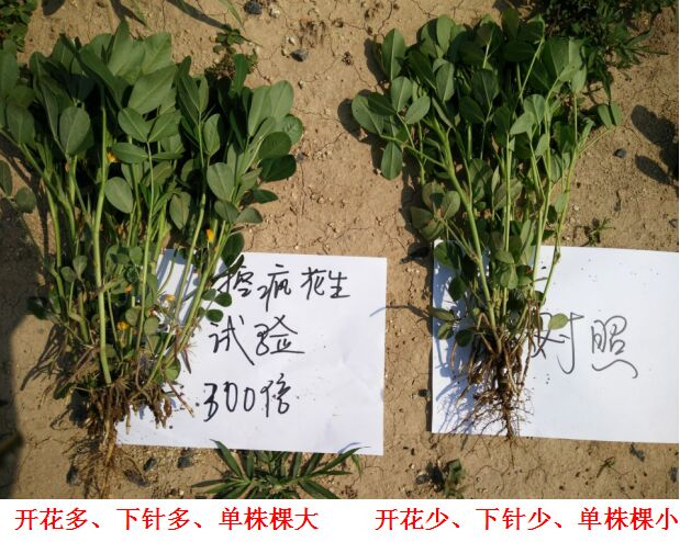 Test Report on Peanut Specialized Products for &quot;Crazy Control&quot;(圖3)