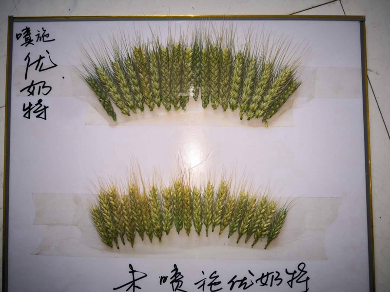 優(yōu)奶特現(xiàn)場(chǎng)測(cè)產(chǎn)觀(guān)摩會(huì)(圖1)