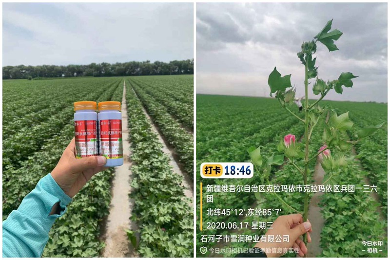 棉花用了控爾豐，控旺增產真輕松(圖3)