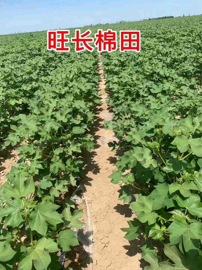 棉花用了控爾豐，控旺增產真輕松(圖6)