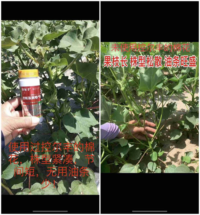 棉花用了控爾豐，控旺增產真輕松(圖7)