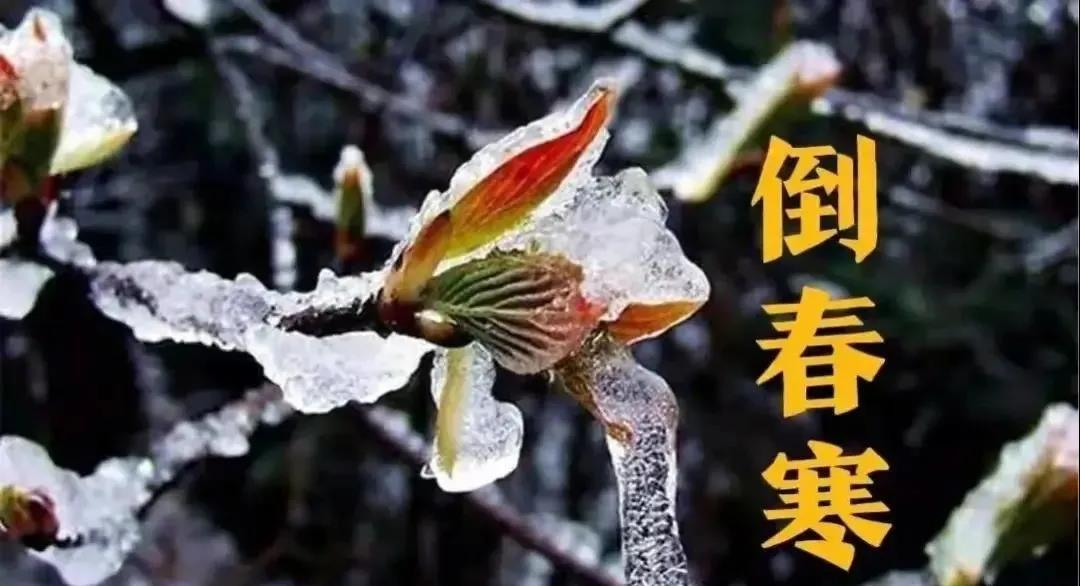 預(yù)防倒春寒，植物生長調(diào)節(jié)劑有大用！(圖1)