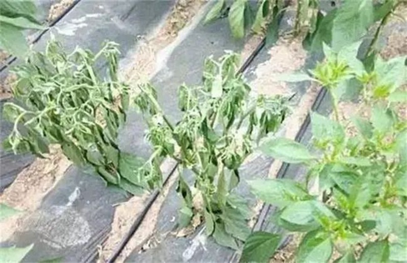 蔬菜死棵一年比一年重，到底能不能重茬？(圖1)