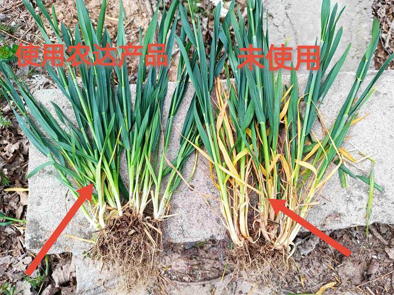 深入田間，探究效果---卑詩(shī)?壯在小麥上的效果回訪(圖2)