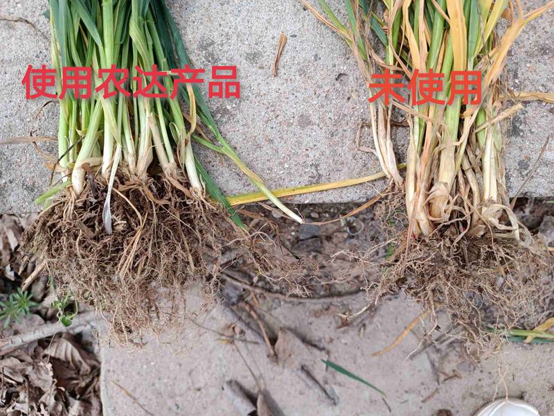 深入田間，探究效果---卑詩(shī)?壯在小麥上的效果回訪(圖3)