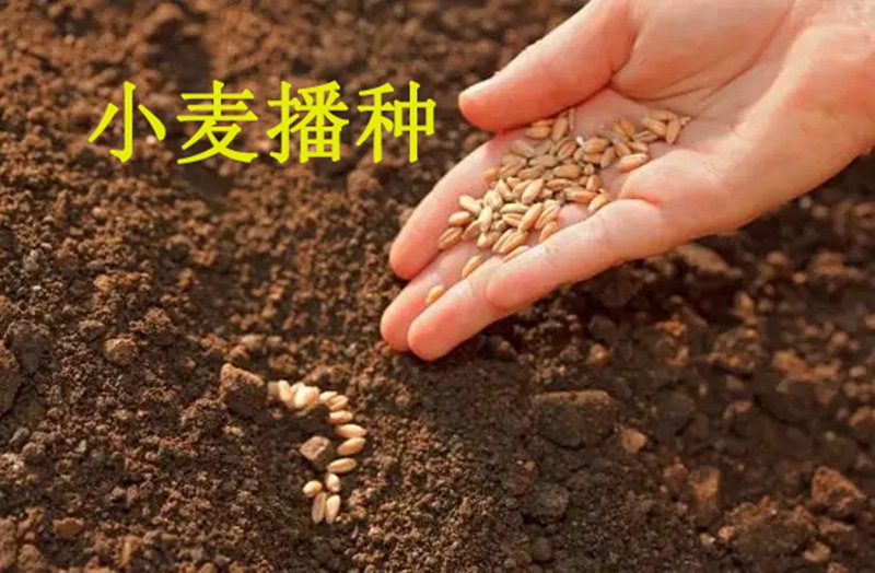 植保知識——冬小麥播種五大關(guān)鍵技術(shù)(圖1) 植保知識——冬小麥播種五大關(guān)鍵技術(shù)(圖1)