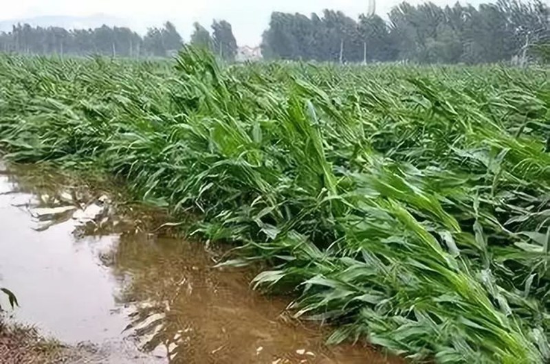 暴雨過(guò)后，玉米急需這樣補(bǔ)救！(圖1)