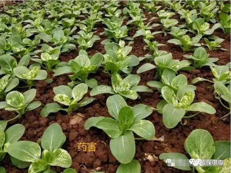 農(nóng)藥成分和含量一模一樣，為啥效果差別那么大？(圖4)