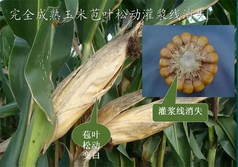 今年小麥要晚種，玉米要晚收！(圖1)