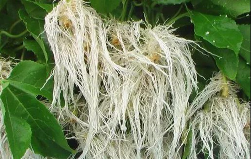 根是植物的命，抓住這幾點(diǎn)，根系粗壯、四通發(fā)達(dá)(圖2)